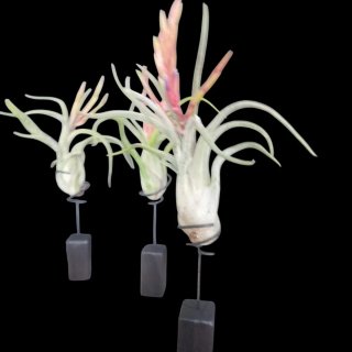 Tillandsia Caput-Medusae con soporte