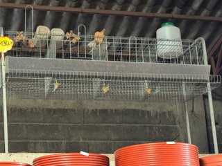 Jaula para gallinas 4 compartimentos