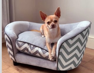 Cama Sofá Perro Pequeño Gris y Blanco