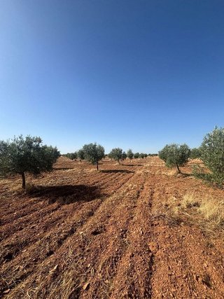 Terreno en venta en Centro en Valdepeñas