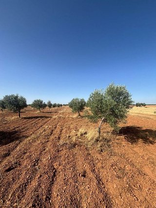 Terreno en venta en Centro en Valdepeñas