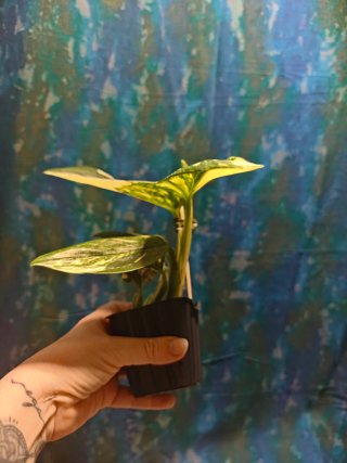Plantas para Molinsski