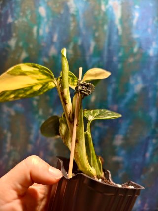 Plantas para Molinsski