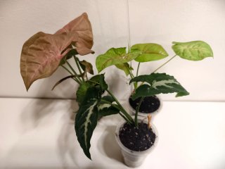 Plantas para Molinsski