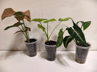 Plantas para Molinsski