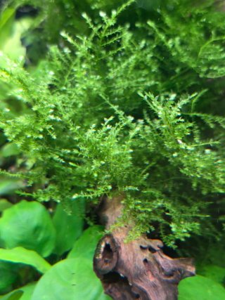Musgo Christmas. Planta de Acuario