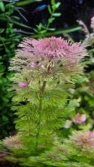 Limnophila sessiliflora (Ambulia)