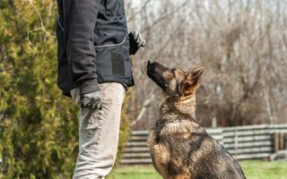Adiestrador canino para perros perro a domicilio