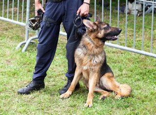 Adiestrador canino para perros perro a domicilio
