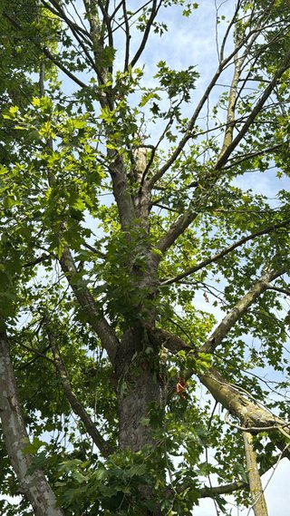 Madera de árbol gratis