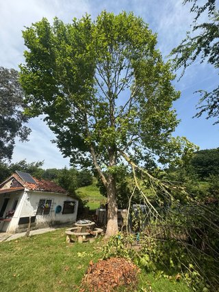 Madera de árbol gratis