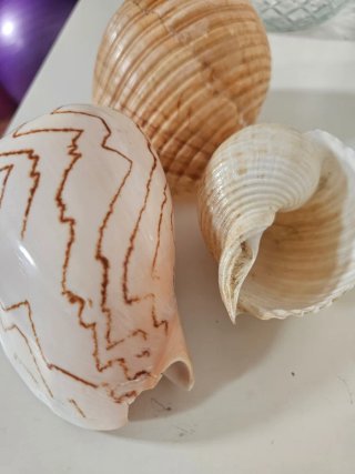 Conchiglie marine decorative