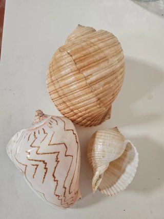 Conchiglie marine decorative