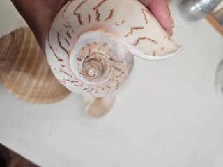 Conchiglie marine decorative