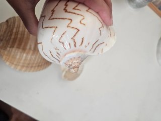 Conchiglie marine decorative