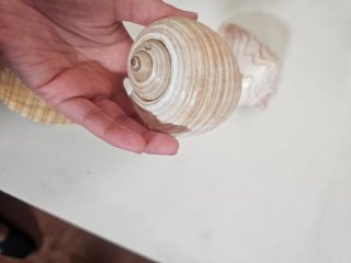 Conchiglie marine decorative
