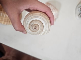 Conchiglie marine decorative