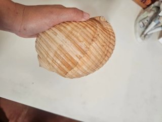 Conchiglie marine decorative