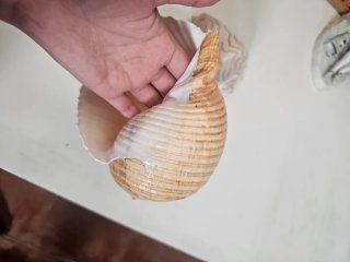 Conchiglie marine decorative