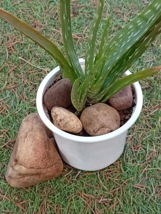 Maceta Aloe Vera + Piedra Sierra Morena