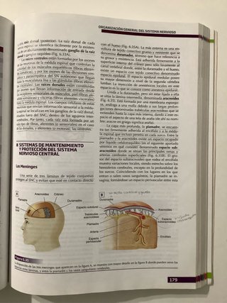 Fundamentos de psicobiología
