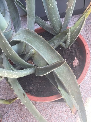 Planta Aloe Vera Grande