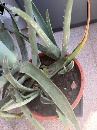 Planta Aloe Vera Grande