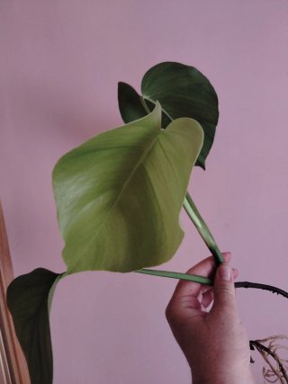 Esqueje Monstera Deliciosa