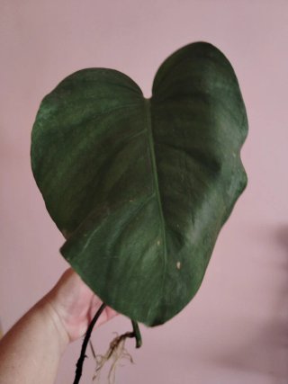 Esqueje Monstera Deliciosa
