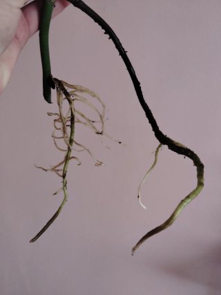Esqueje Monstera Deliciosa