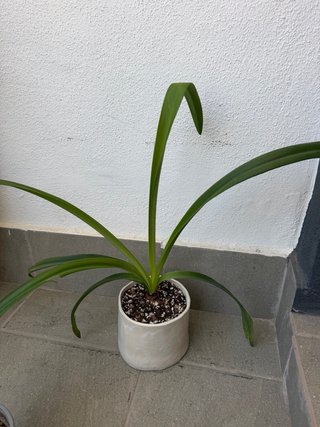 Amarilis rosado en maceta cerámica