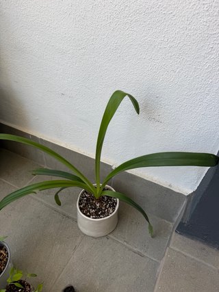 Amarilis rosado en maceta cerámica