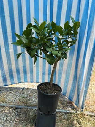 3 piante di agrumi