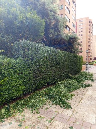 Jardinería y mantenimiento en Valladolid.
