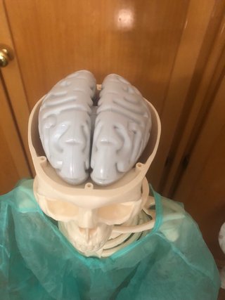 Esqueleto anatomico articulado