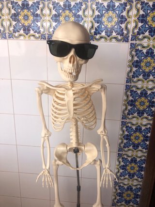 Esqueleto anatomico articulado