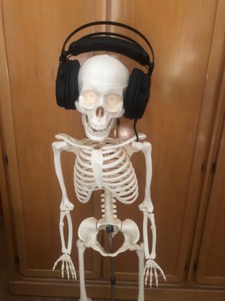 Esqueleto anatomico articulado
