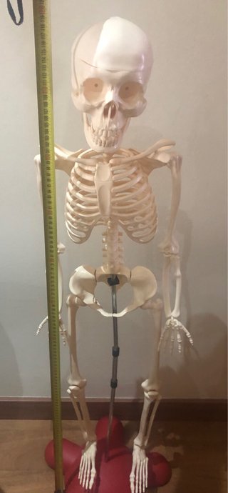 Esqueleto anatomico articulado