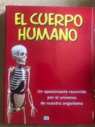 Esqueleto anatomico articulado