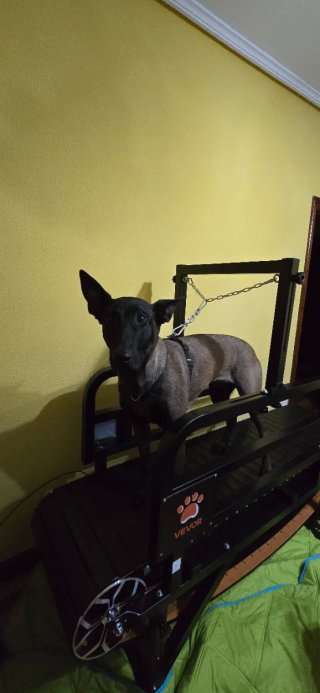 Cinta de correr para perros