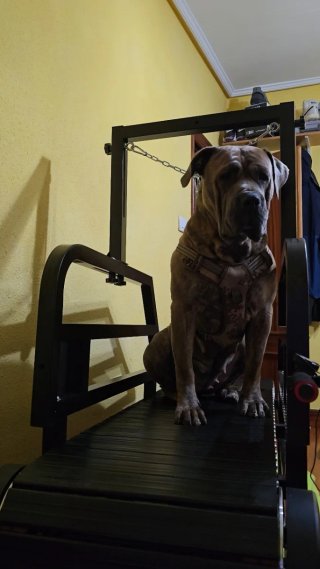 Cinta de correr para perros