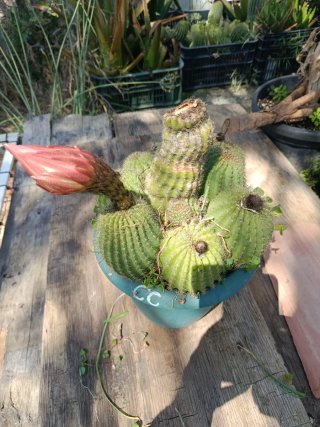 Cactus en maceta