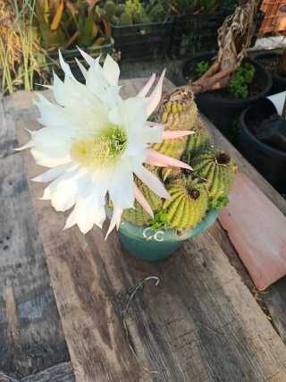 Cactus en maceta