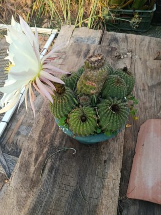 Cactus en maceta
