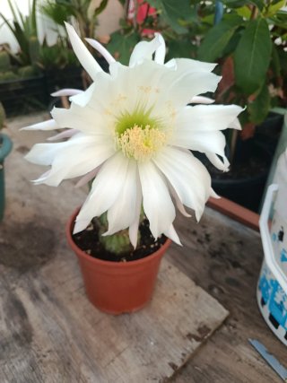 Cactus en maceta