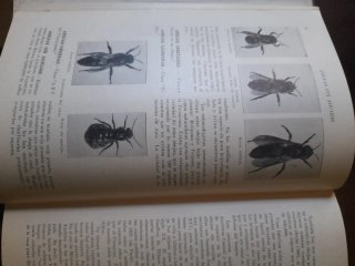 Libro de 1924 " El ABC y XYZ DE LA APICULTURA