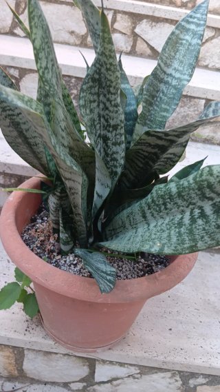 Sansevieria Pianta Grassa