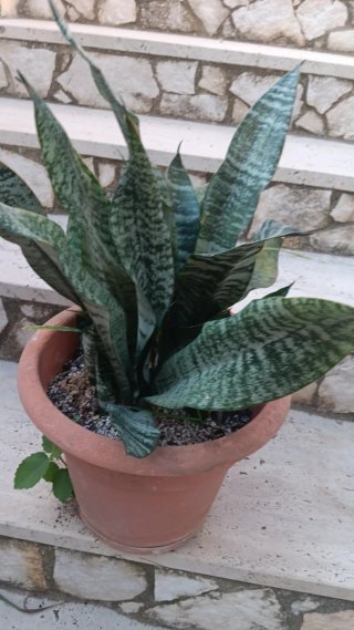 Sansevieria Pianta Grassa