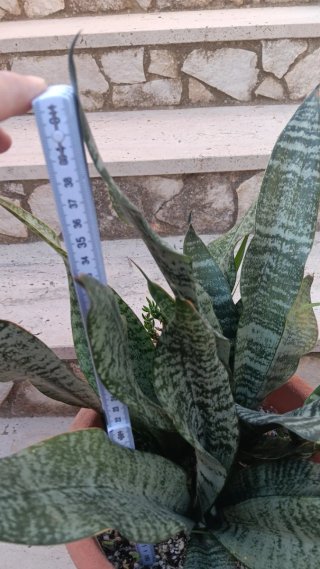 Sansevieria Pianta Grassa