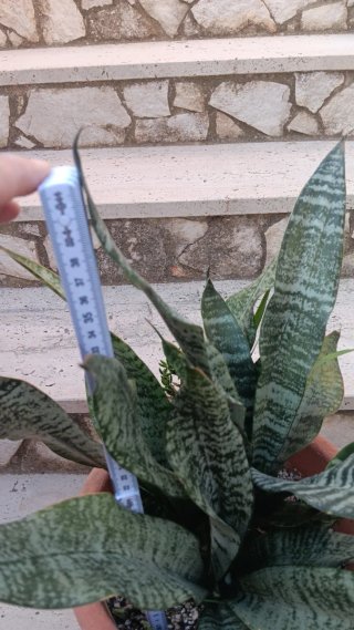 Sansevieria Pianta Grassa